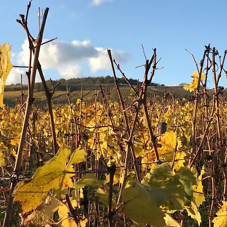 Les Terrasses Du Donon 펜션 *