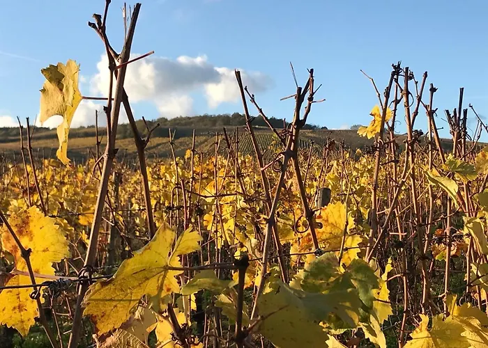 Les Terrasses Du Donon Holiday home *